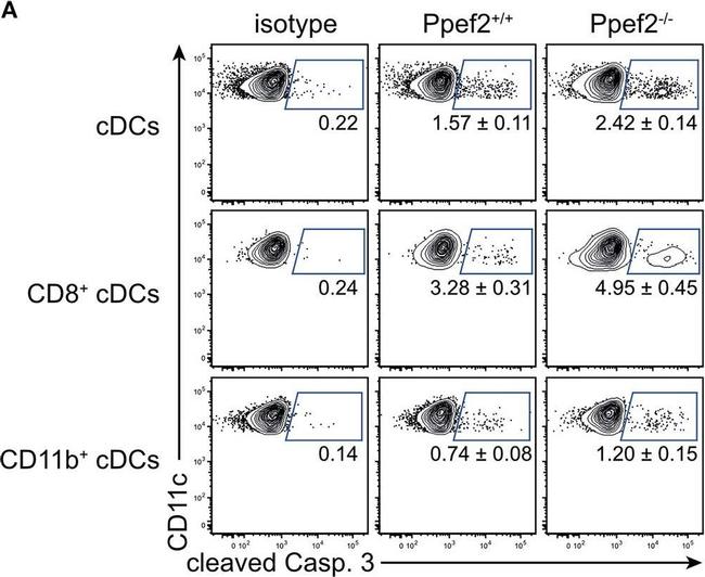 Rabbit IgG (H+L) Cross-Adsorbed Secondary Antibody in Flow Cytometry (Flow)