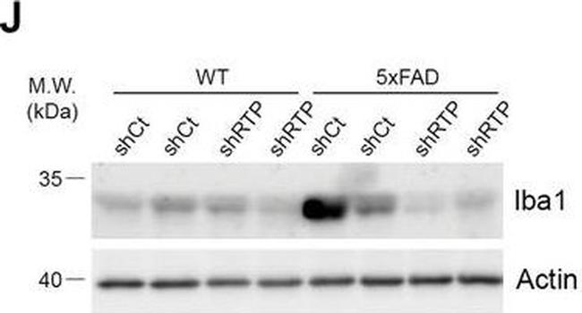 Rabbit IgG (H+L) Secondary Antibody in Western Blot (WB)