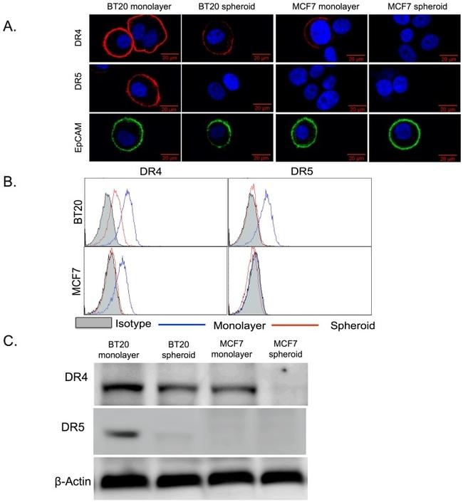 CD262 (DR5) Antibody in Immunocytochemistry, Flow Cytometry (ICC/IF, Flow)