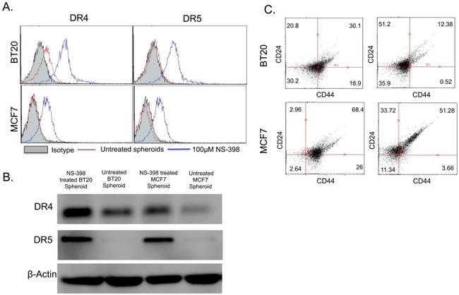 CD261 (DR4) Antibody in Flow Cytometry (Flow)