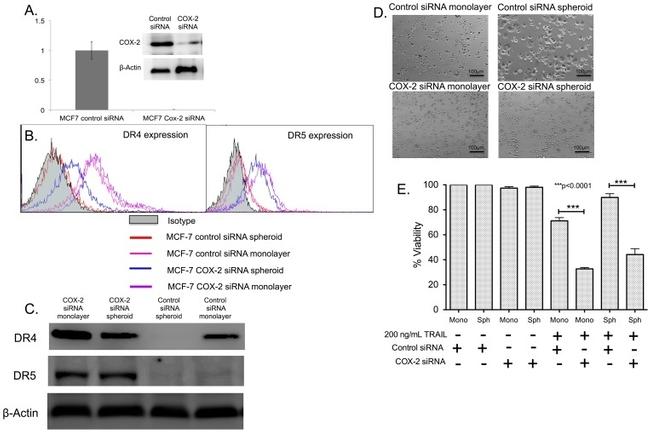 CD262 (DR5) Antibody in Flow Cytometry (Flow)
