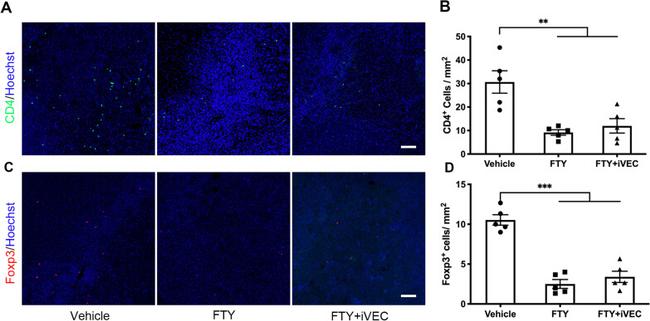 FOXP3 Antibody in Immunocytochemistry, Immunohistochemistry (ICC/IF, IHC)