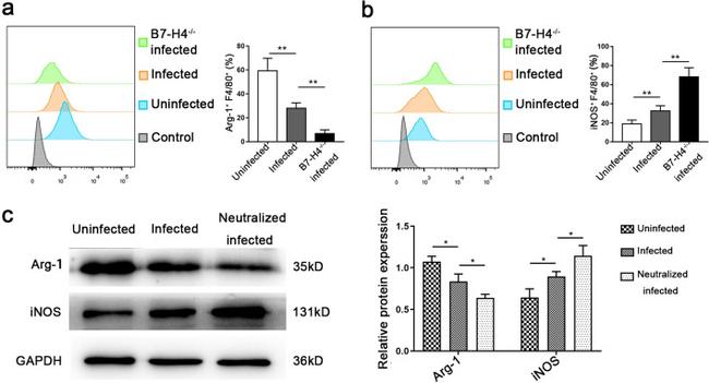 B7-H4 Antibody in Neutralization (Neu)
