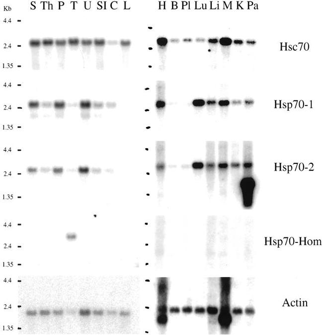 HSC70 Antibody in Western Blot (WB)