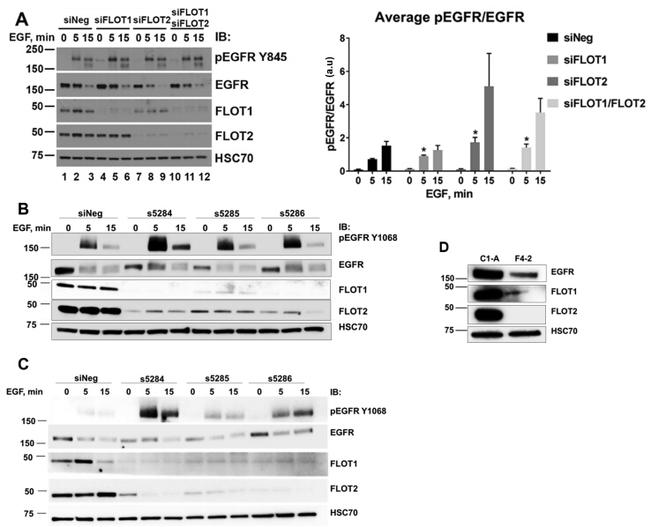 Phospho-EGFR (Tyr845) Antibody in Western Blot (WB)
