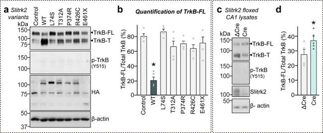 Phospho-TrkB (Tyr516) Antibody in Western Blot (WB)