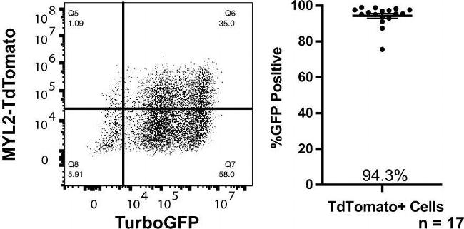 Mouse IgG (H+L) Cross-Adsorbed Secondary Antibody in Flow Cytometry (Flow)