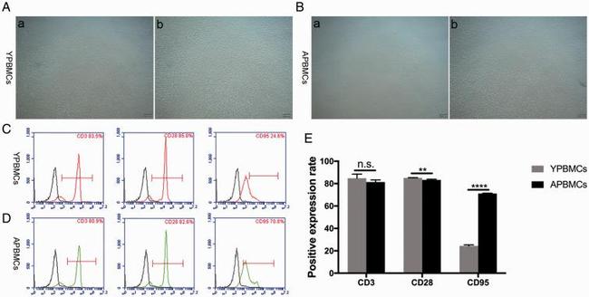 CD283 (TLR3) Antibody in Flow Cytometry (Flow)
