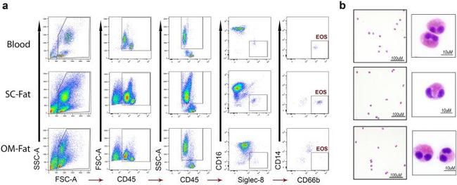 CD66b Antibody in Flow Cytometry (Flow)