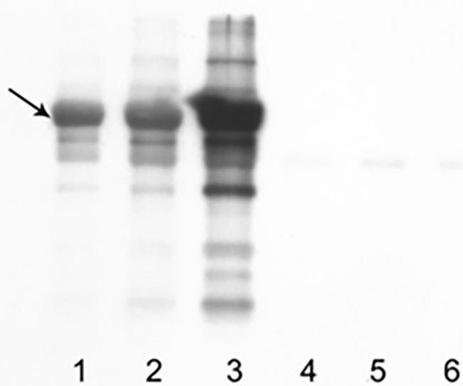 Dinitrophenyl-KLH Antibody in Western Blot (WB)