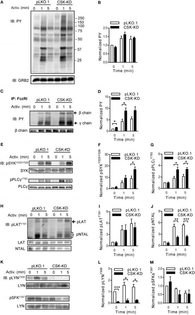 FceR1 alpha Antibody in Western Blot, Immunoprecipitation (WB, IP)