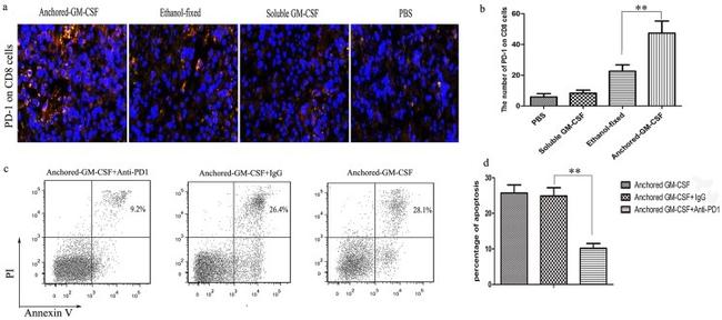 CD279 (PD-1) Antibody in Immunohistochemistry, Flow Cytometry, Neutralization (IHC, Flow, Neu)