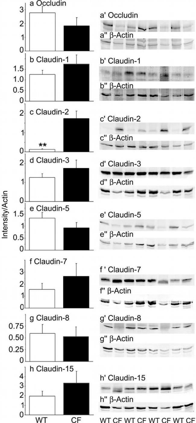 Claudin 7 Antibody in Western Blot (WB)