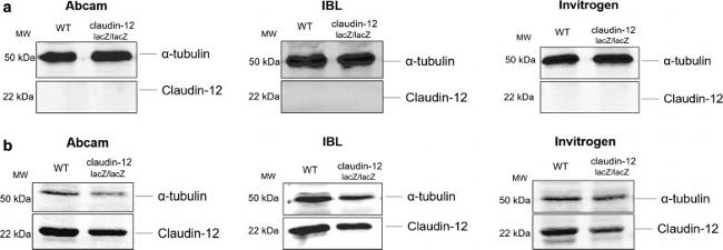 Claudin 12 Antibody in Western Blot (WB)