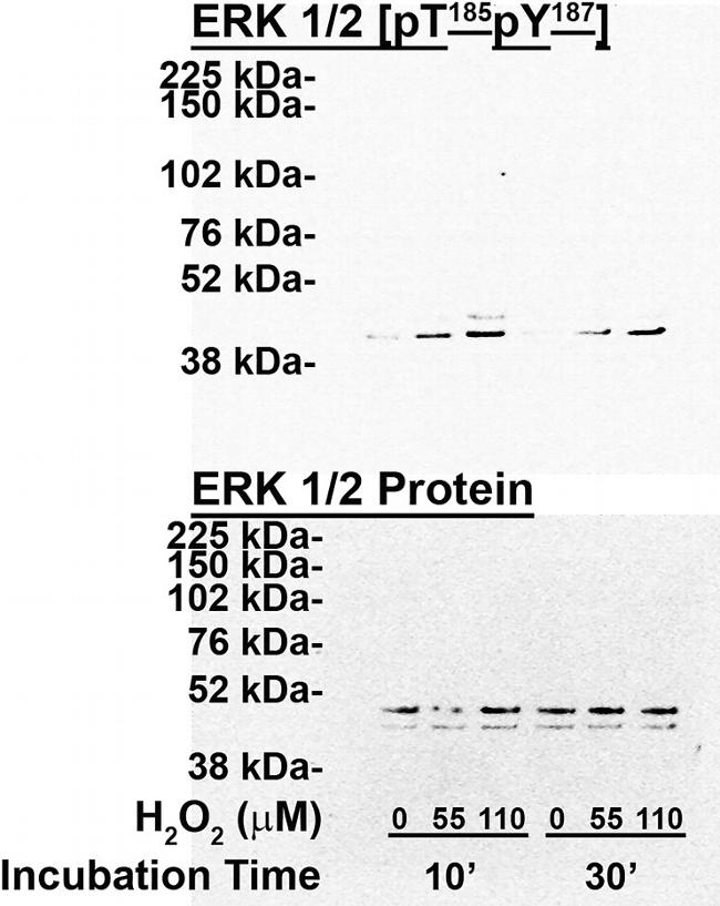 ERK1/ERK2 Antibody in Western Blot (WB)
