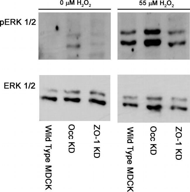 ERK1/ERK2 Antibody in Western Blot (WB)