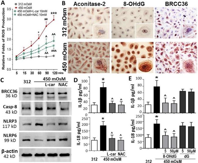 BRCC3 Antibody in Western Blot, Immunohistochemistry (WB, IHC)