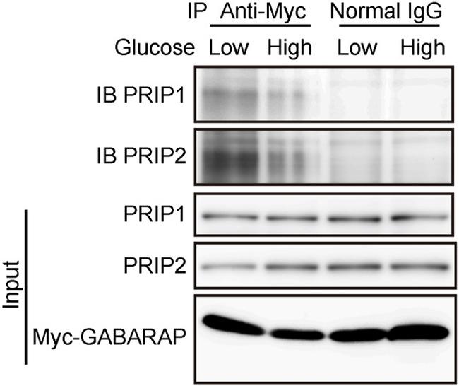 Myc Tag Antibody in Western Blot, Immunoprecipitation (WB, IP)