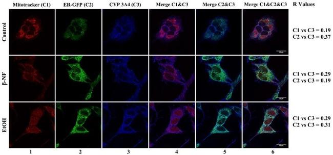 CYP3A4 Antibody in Immunocytochemistry (ICC/IF)