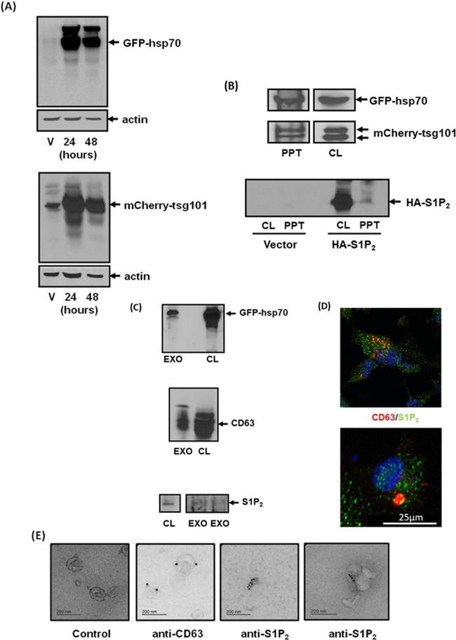 S1PR2 Antibody in Western Blot, Immunocytochemistry, Immunomicroscopy (WB, ICC/IF, IM)