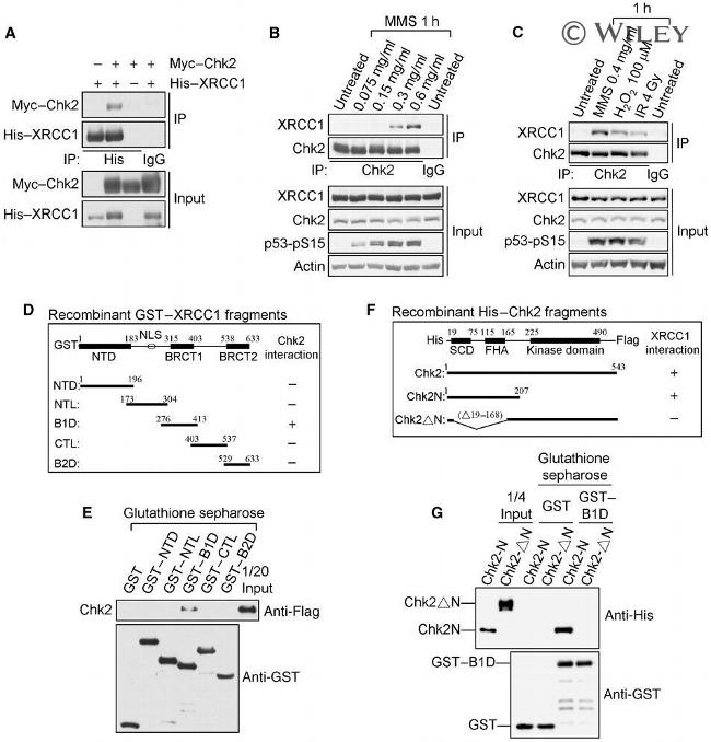XRCC1 Antibody in Immunoprecipitation (IP)