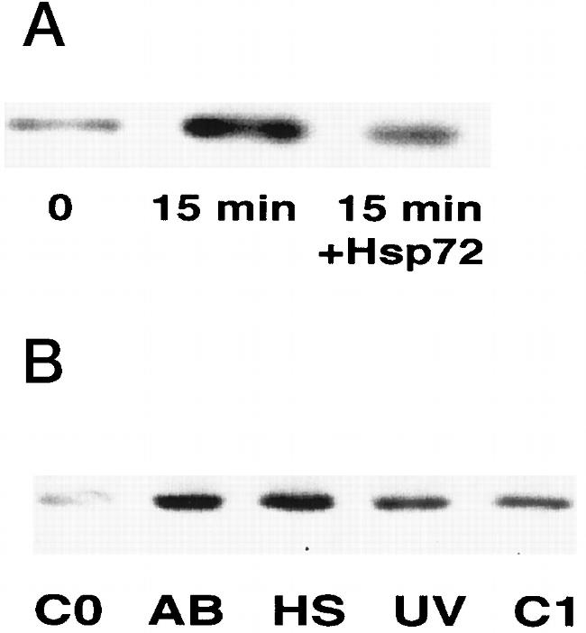 HSP70 Antibody in Functional Assay, T-Cell Activation (FN, TCA)