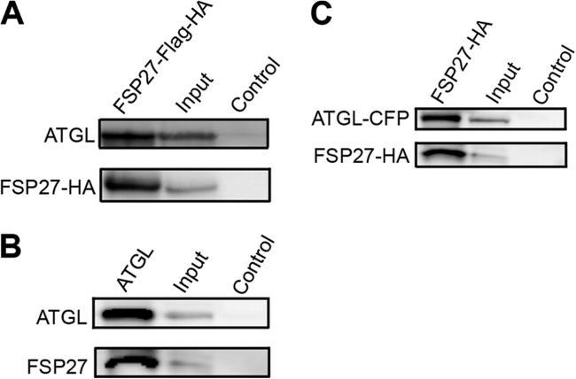 ATGL Antibody in Western Blot, Immunoprecipitation (WB, IP)