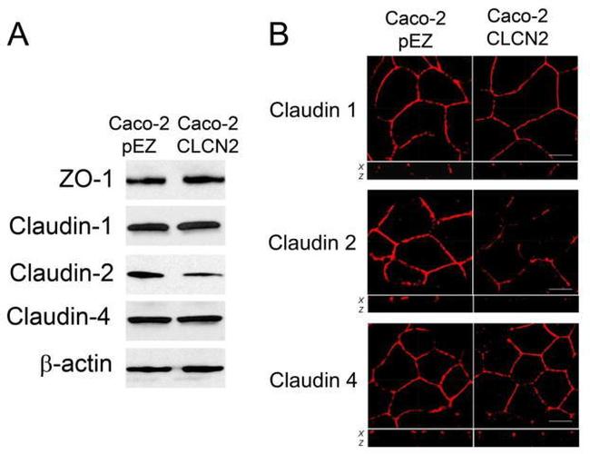 Claudin 2 Antibody in Western Blot, Immunocytochemistry (WB, ICC/IF)