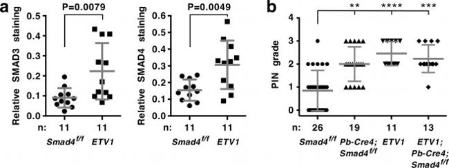SMAD3 Antibody in Immunohistochemistry (IHC)