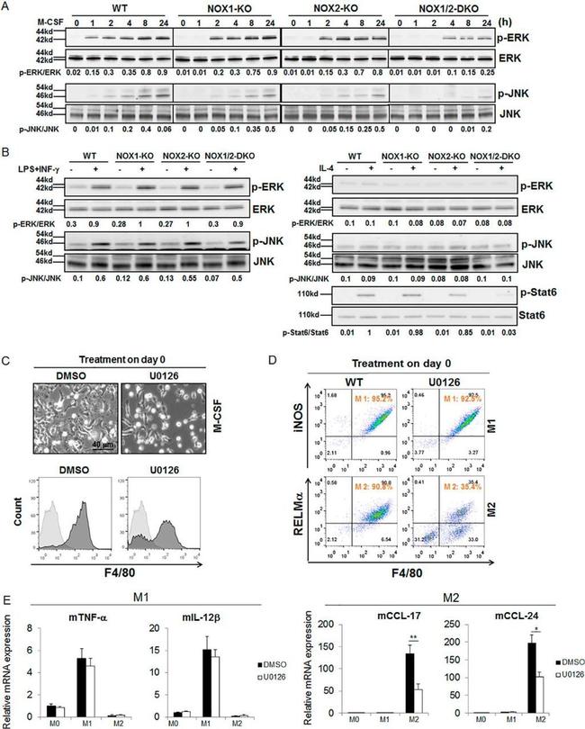 Phospho-JNK1/JNK2 (Thr183, Tyr185) Polyclonal Antibody (44-682G)