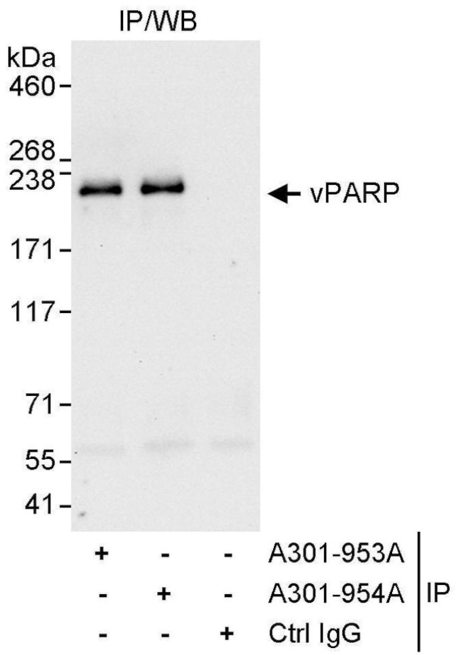 vPARP Antibody in Immunoprecipitation (IP)