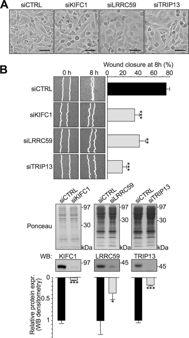 LRRC59 Antibody in Western Blot (WB)