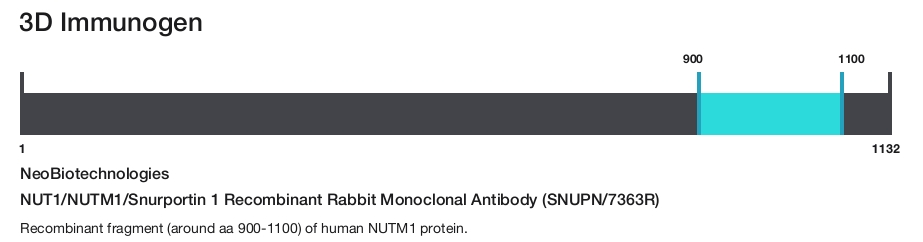 NUT1/NUTM1/Snurportin 1 Recombinant Rabbit Monoclonal Antibody (SNUPN/7363R)