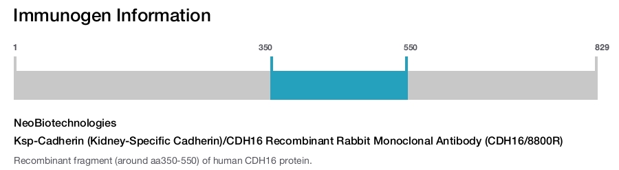 Ksp-Cadherin (Kidney-Specific Cadherin)/CDH16 Recombinant Rabbit Monoclonal Antibody (CDH16/8800R)