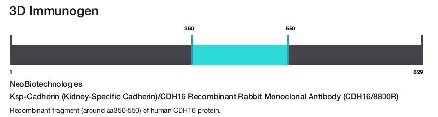 Ksp-Cadherin (Kidney-Specific Cadherin)/CDH16 Recombinant Rabbit Monoclonal Antibody (CDH16/8800R)