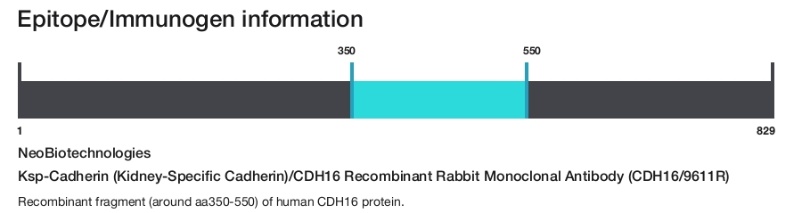 Ksp-Cadherin (Kidney-Specific Cadherin)/CDH16 Recombinant Rabbit Monoclonal Antibody (CDH16/9611R)