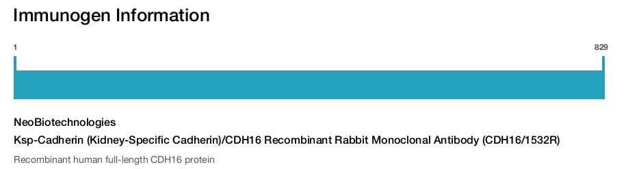 Immunogen Image Ksp-Cadherin (Kidney-Specific Cadherin)/CDH16 Recombinant Rabbit Monoclonal Antibody (CDH16/1532R)