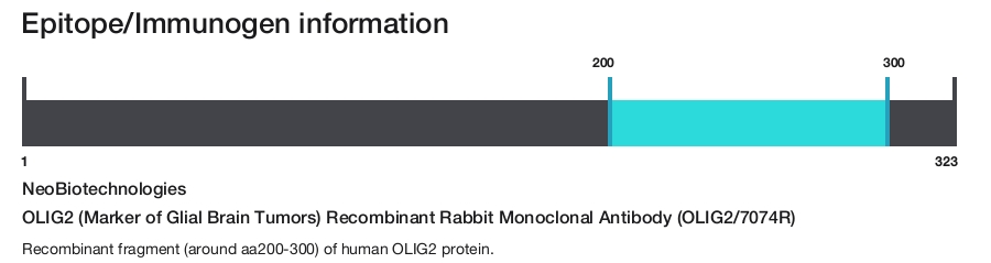 OLIG2 (Marker of Glial Brain Tumors) Recombinant Rabbit Monoclonal Antibody (OLIG2/7074R)