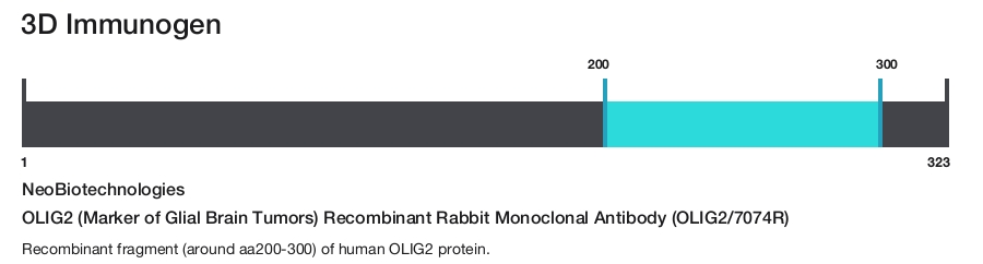 OLIG2 (Marker of Glial Brain Tumors) Recombinant Rabbit Monoclonal Antibody (OLIG2/7074R)