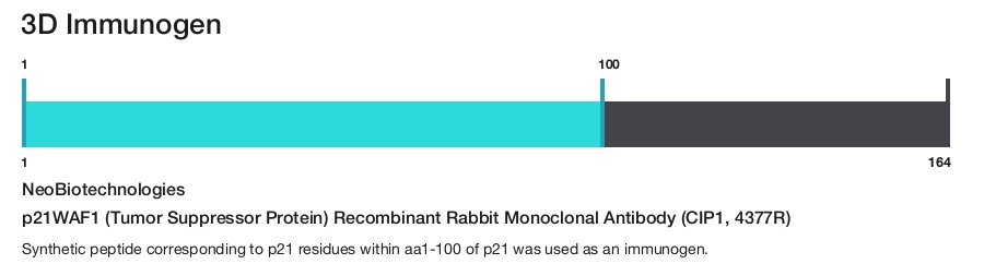 p21WAF1 (Tumor Suppressor Protein) Recombinant Rabbit Monoclonal Antibody (CIP1, 4377R)