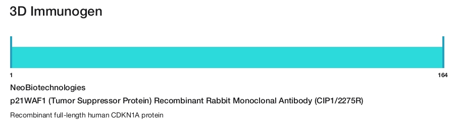 p21WAF1 (Tumor Suppressor Protein) Recombinant Rabbit Monoclonal Antibody (CIP1/2275R)