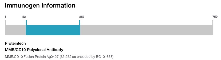 MME/CD10 Polyclonal Antibody