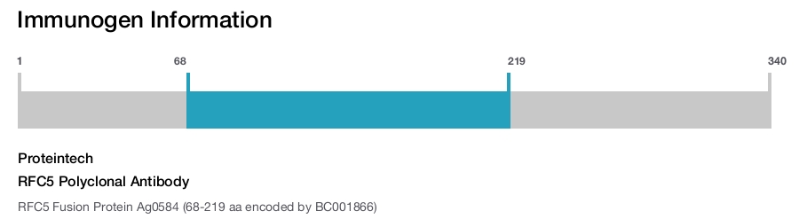 RFC5 Polyclonal Antibody