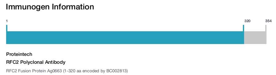 RFC2 Polyclonal Antibody