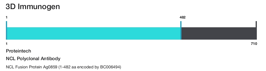 NCL Polyclonal Antibody