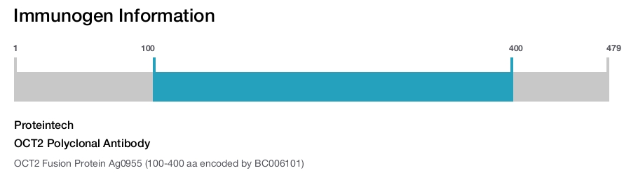 OCT2 Polyclonal Antibody