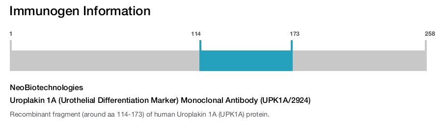 Immunogen Image Uroplakin 1A (Urothelial Differentiation Marker) Monoclonal Antibody (UPK1A/2924)