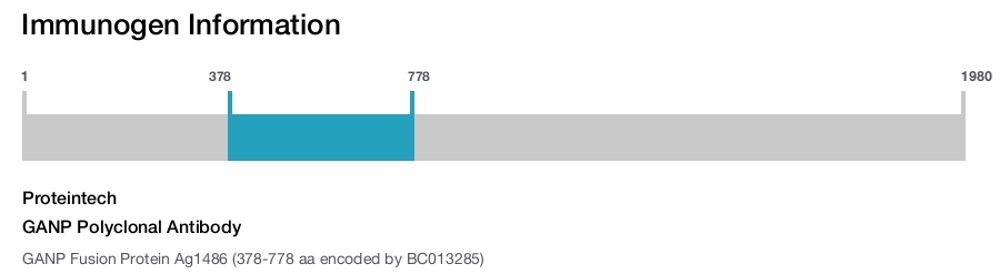 GANP Polyclonal Antibody
