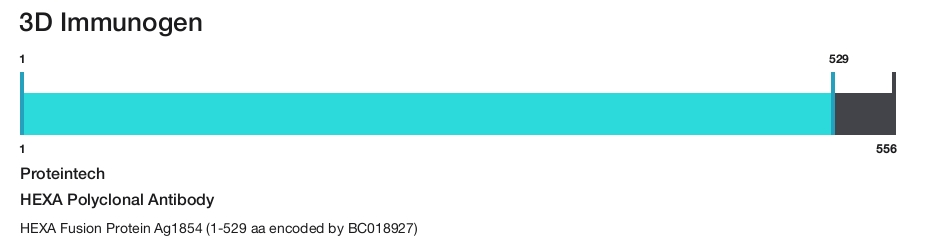 HEXA Polyclonal Antibody