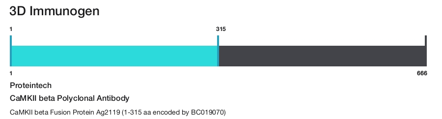 CaMKII beta Polyclonal Antibody